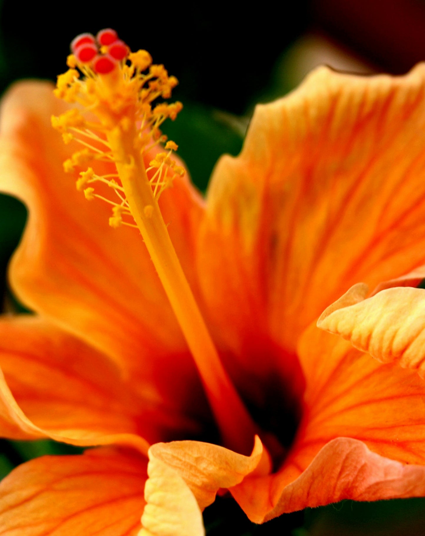 Royal Hibiscus