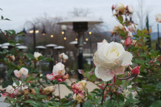 The Valley of Roses