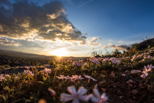 A Field of Flowers